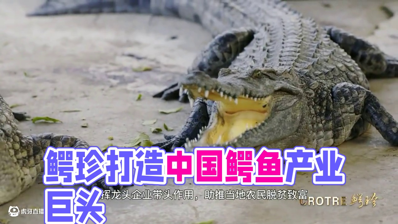 鳄珍积极打造现代化中国最大的鳄鱼产业集群 #鳄珍 #鳄鱼