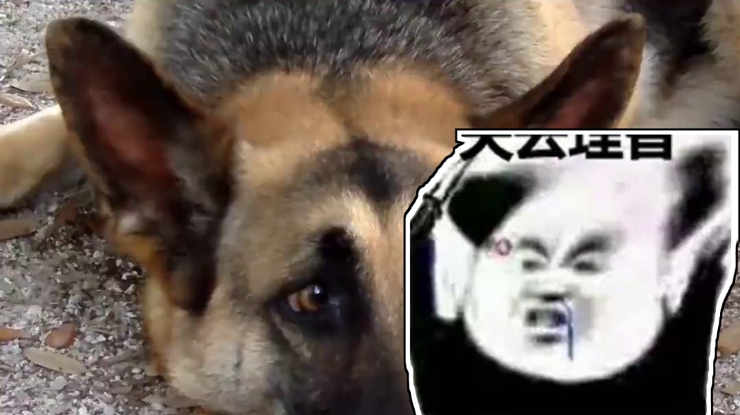 狸花猫：请叫我丧彪！ #狸花猫真的不好惹 #狸花猫 #丧彪 #猫 #猫咪的迷惑行为