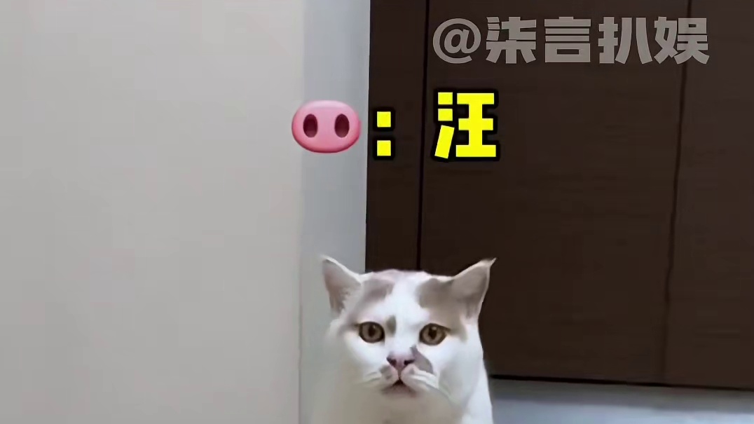 我认识它 考试坐我后座#猫咪 #记录猫咪日常 #萌宠出道计划