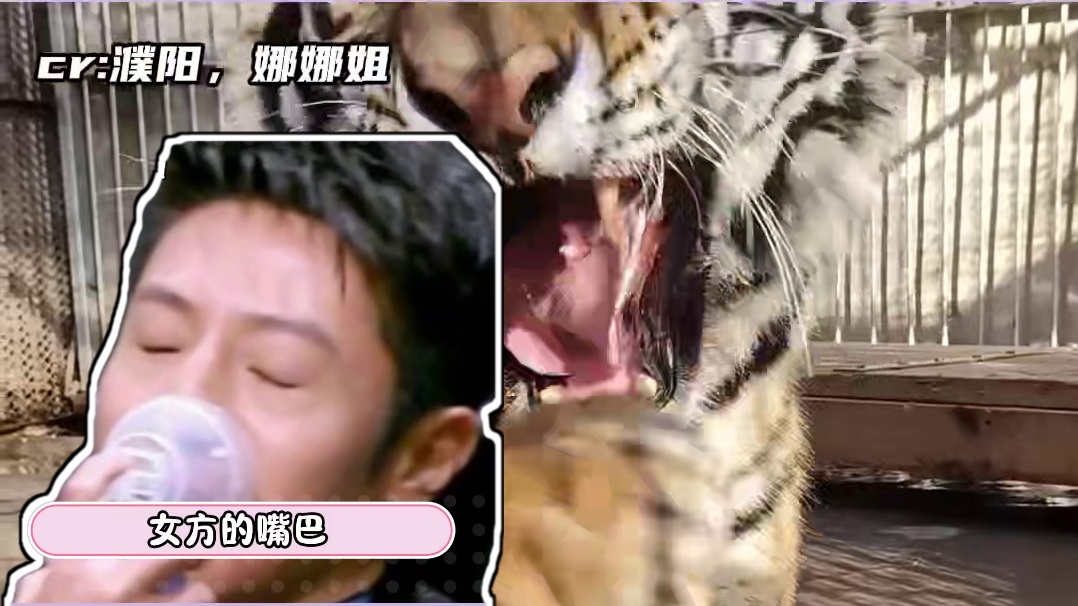 这就是包办婚姻的痛苦！！！#老虎 #搞笑 #万万没想到 #东北虎 #相亲