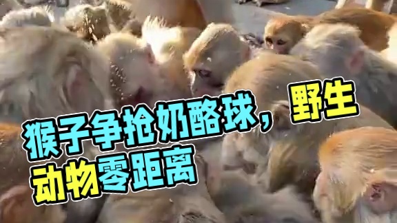 猴子争抢奶酪球 #国外视频分享 #猴子成精 #野生动物零距离