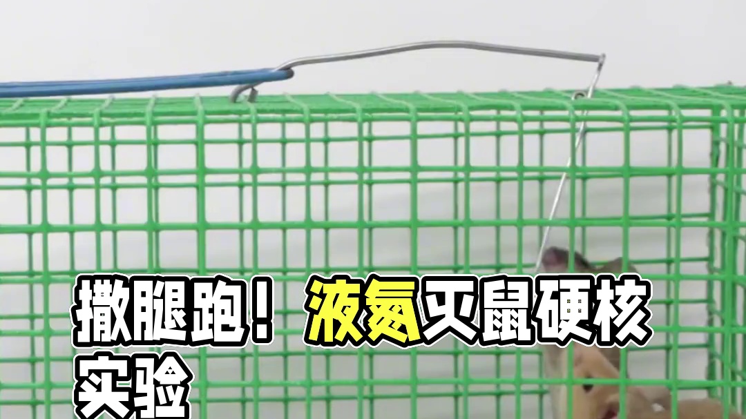 将低温液氮瓶塞进老鼠洞，为什么要撒腿跑？结果让人想象不到 #涨知识 #科普一下 #液氮 #灭鼠