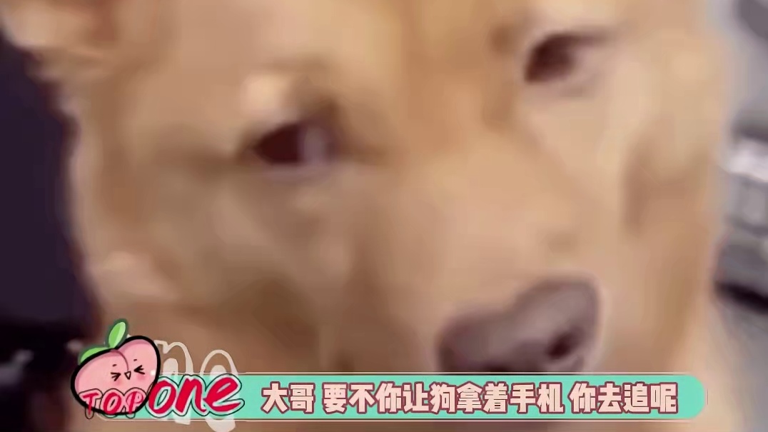 大哥，要不让狗拿着手机，你去追呢 #狗狗 #万万没想到 #兔子 #搞笑#娱乐评论大赏