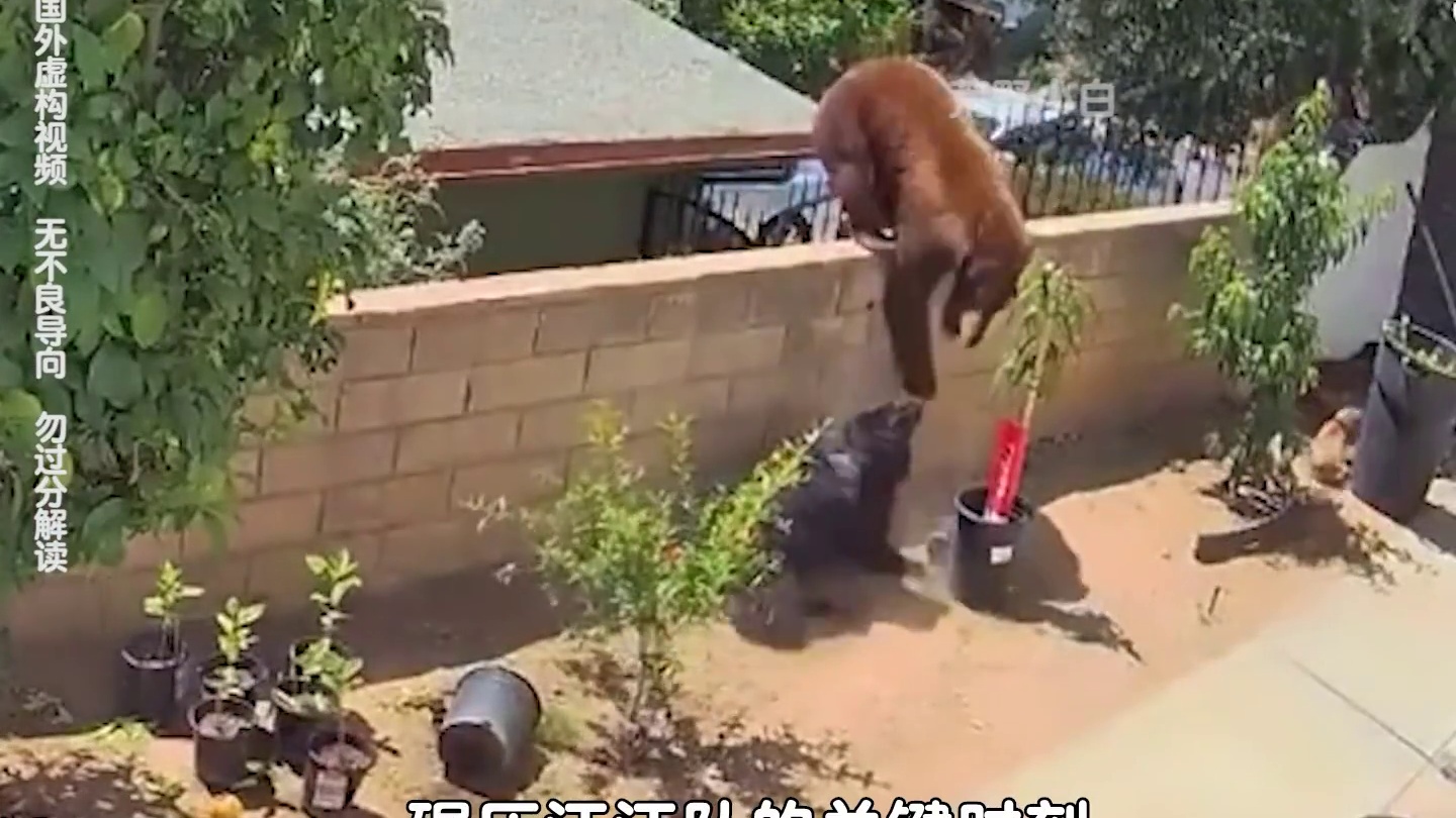 棕熊闯进院子偷狗，女子上前与其搏斗
