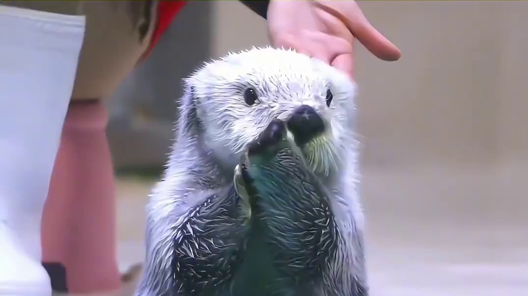 退一万步来讲 这么可爱的海獭宝宝就不能人手一只吗 #海獭  #动物  #可爱