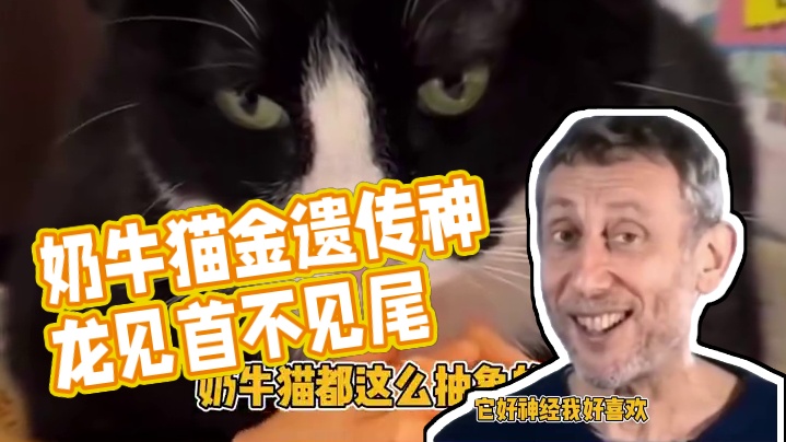 奶牛猫怎么那么神金啊！！！ #动物的迷惑行为 #奶牛猫 #猫 #搞笑 #傻猫的日常