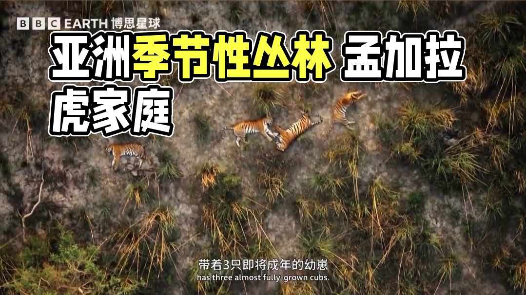 虽然捕猎不易，但亚洲的季节性丛林里资源丰富，作为世界上体型最大的猫科动物，孟加拉虎一家还是过得很自在