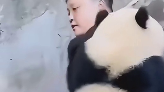 果然饲养员就是大熊猫最信任的两脚兽