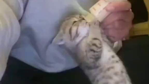 这腰力，飙高音一定很猛——喵！#萌宠