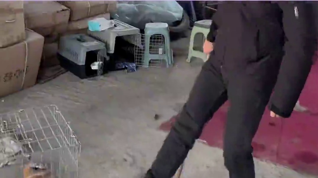 潘宏：我这都是纯干货啊！！#潘宏 #搞笑 #狗狗 #萨摩耶 #潘宏爱玩狗