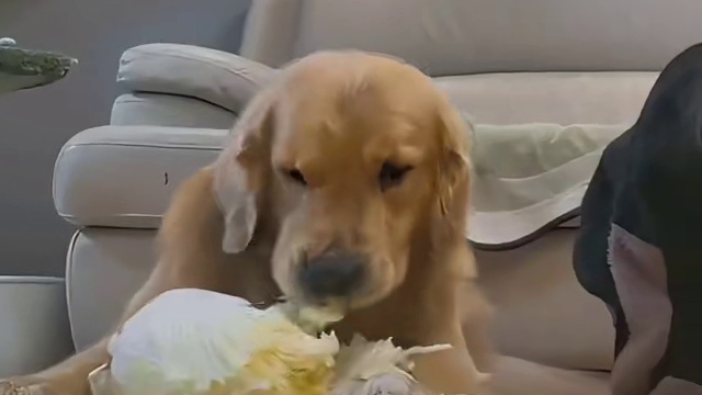 金毛：白菜也要给它吗？