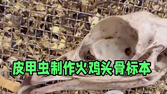 皮甲虫清理火鸡头骨用来制作标本 #国外视频分享 #标本制作 #标本