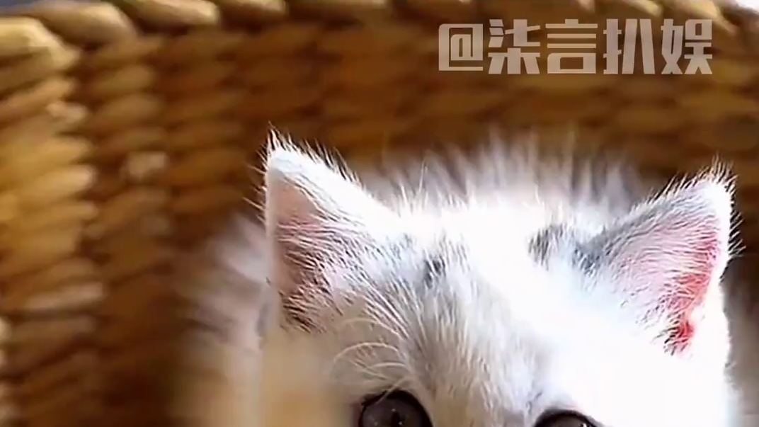 猫猫：不要耽误我过好日子#猫咪 #萌宠出道计划 #搞笑 #万万没想到