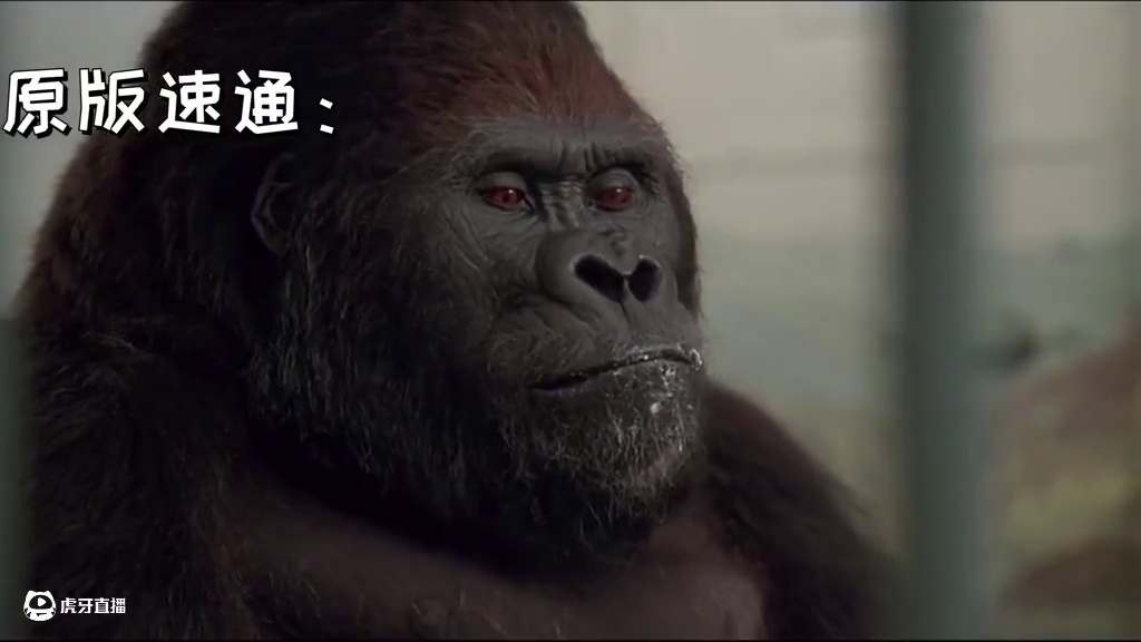 满级大猩猩 #大猩猩 #小鬼当街 #鬼畜调音