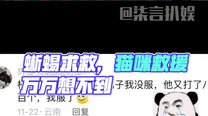 蜥蜴：谁能来救救我啊#蜥蜴 #猫咪 #万万没想到