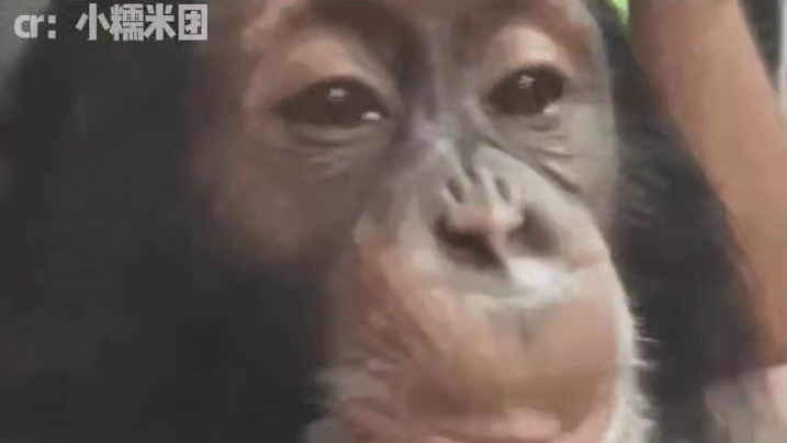 猩猩：好险，差点就进化成她这样了