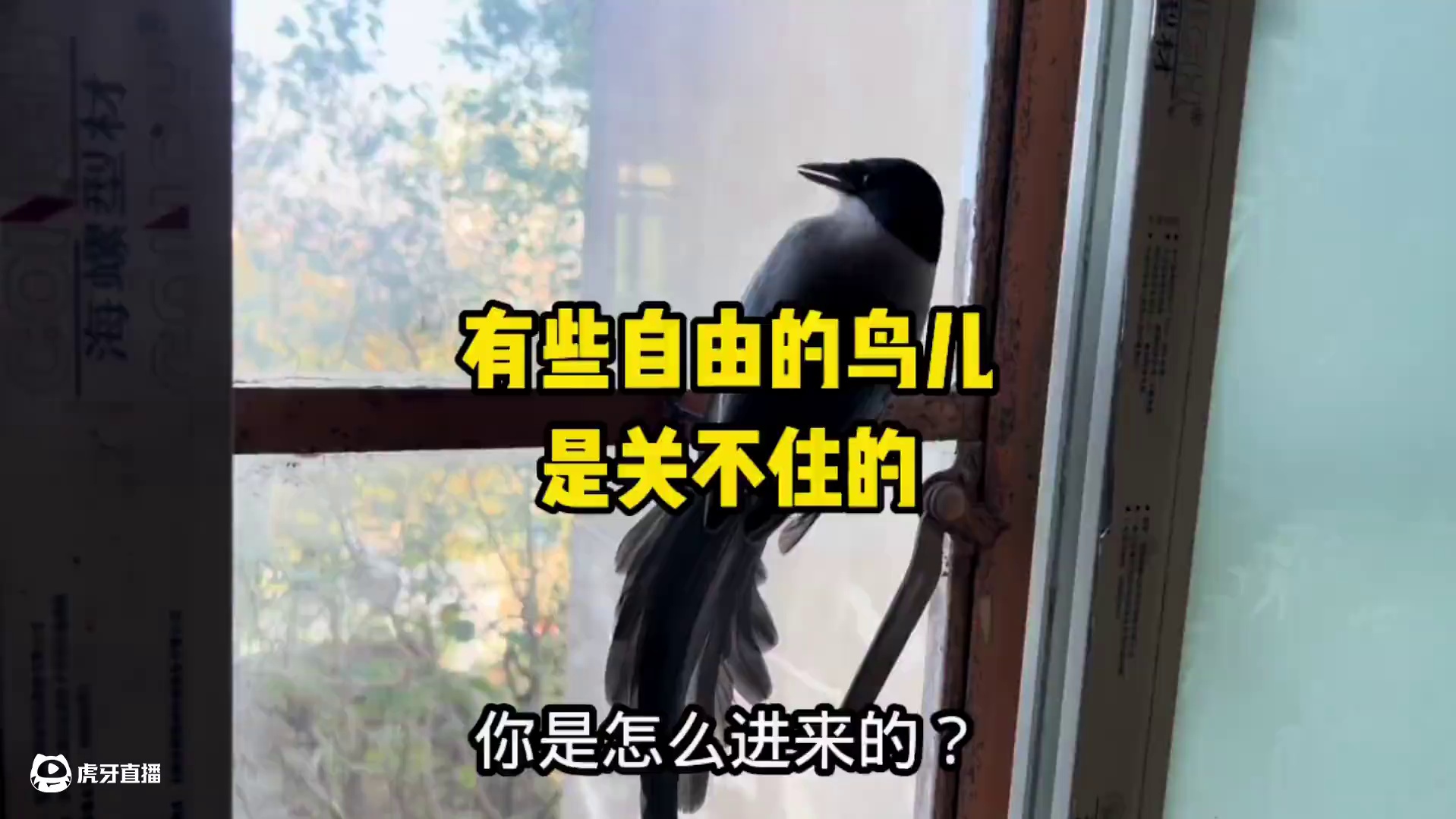 有些自由的鸟儿，是关不住的。#认知 #独立思考 #思想