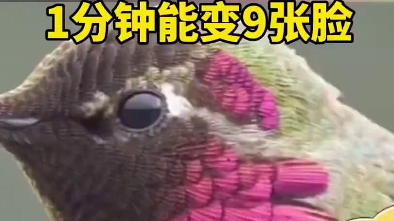 鸟界“变脸大师”，1分钟能超9张脸