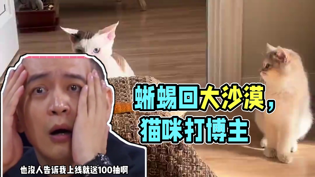 蜥蜴：给我订票，我要回大沙漠#猫咪 #蜥蜴 #看一次笑一次 #动物的迷惑行为