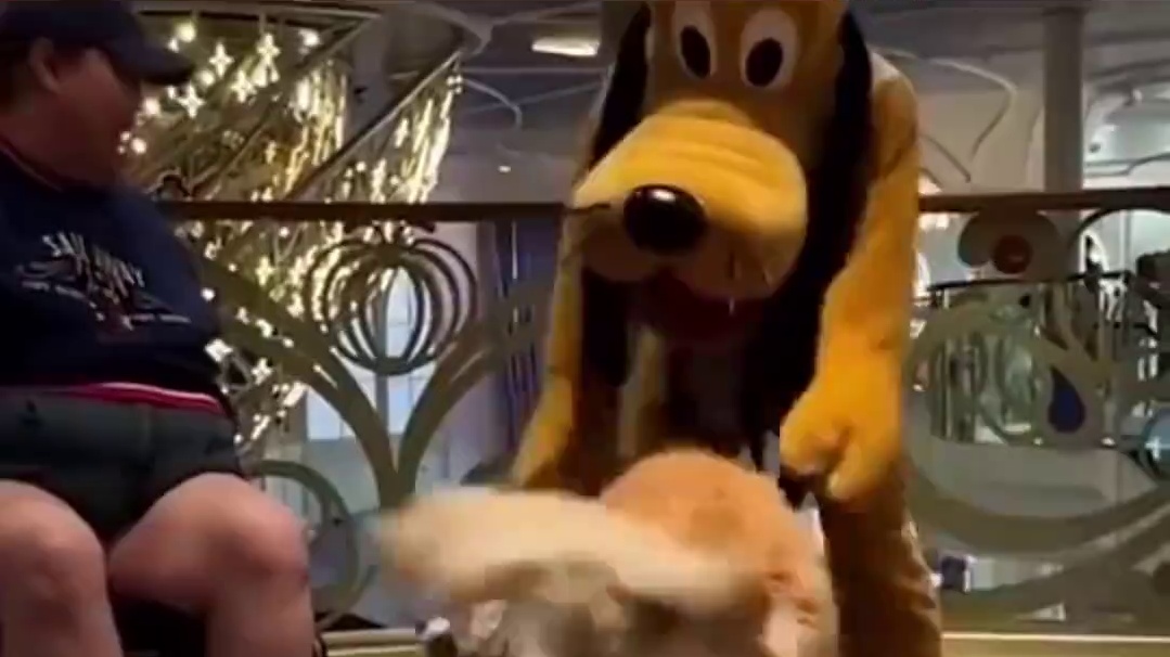 不敢想象这只小金毛有多幸福！