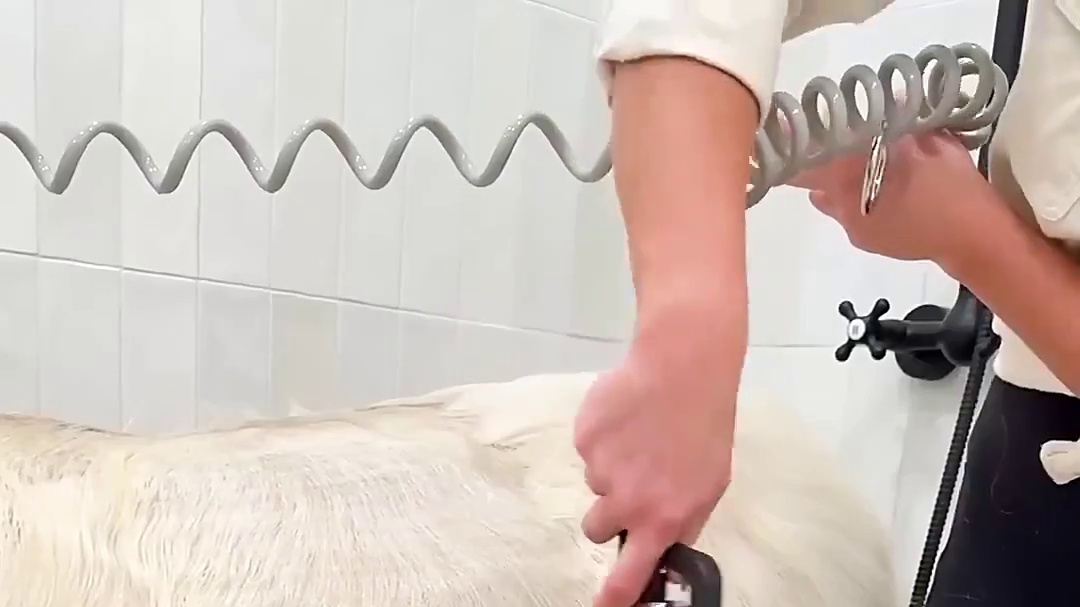 国外小姐姐和她的天价宠物！ #宠物 #迷你牛