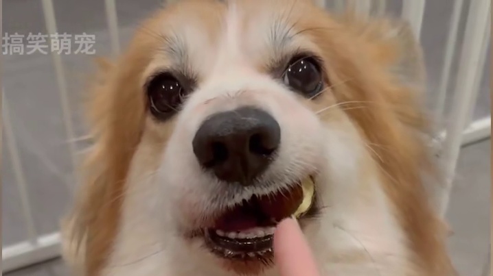 狗狗:我要报警#狗狗无语瞬间 #狗狗的心思都写在脸上了