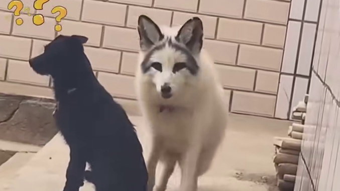 狗子：别叫了行不，哥求你了