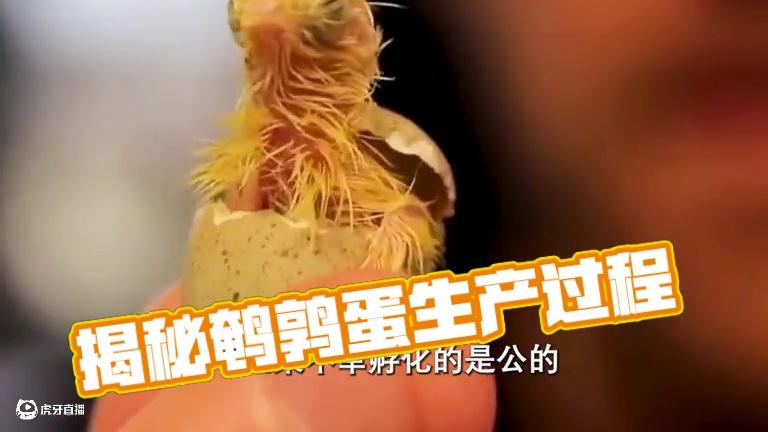 原来鹌鹑还有着这样的经历#鹌鹑蛋 #卤香鹌鹑蛋