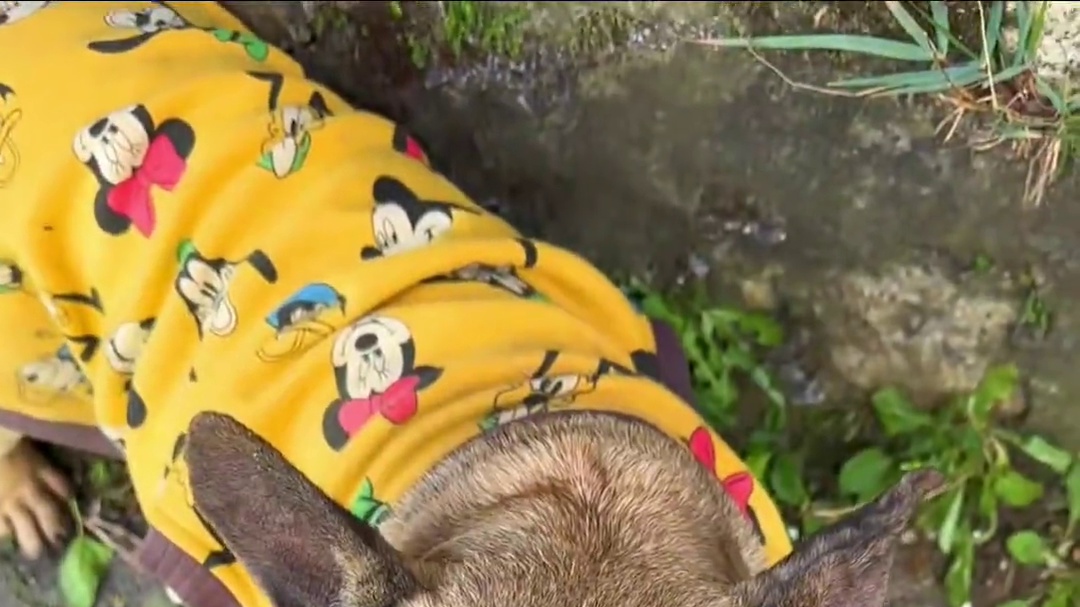 ToRung搞笑 检测伤心原因
#搞笑#解压#看一次笑一次 #搞笑视频