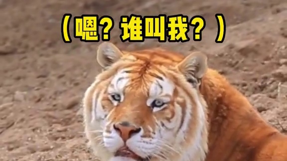 宝宝，你是一只老虎！#娱乐评论大赏  #老虎  #金虎  #呆萌  #可爱