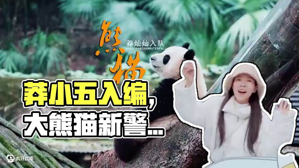 你们的莽小五有编制啦！#大熊猫 #莽灿烂成为莽警官 #大熊猫莽小五入编