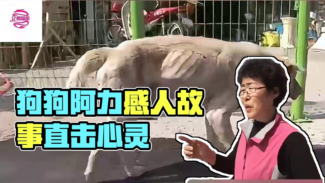 泪目！狗狗阿力的执着：奶奶走后，它的世界只剩下流浪