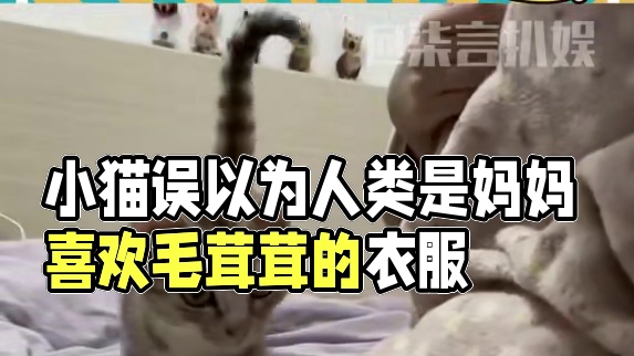 小猫：妈妈妈妈#猫咪 #万万没想到 #动物的迷惑行为