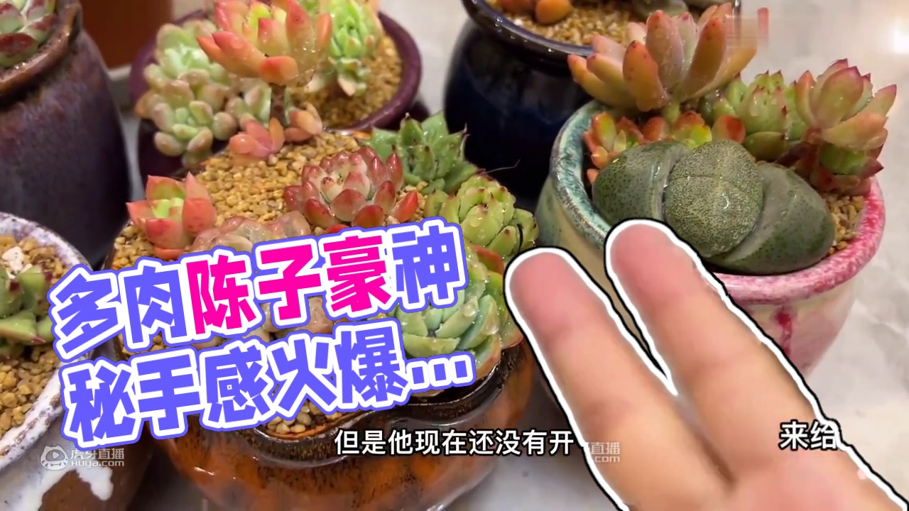 不要捏它，你会上瘾！喂个猪先可以不可以