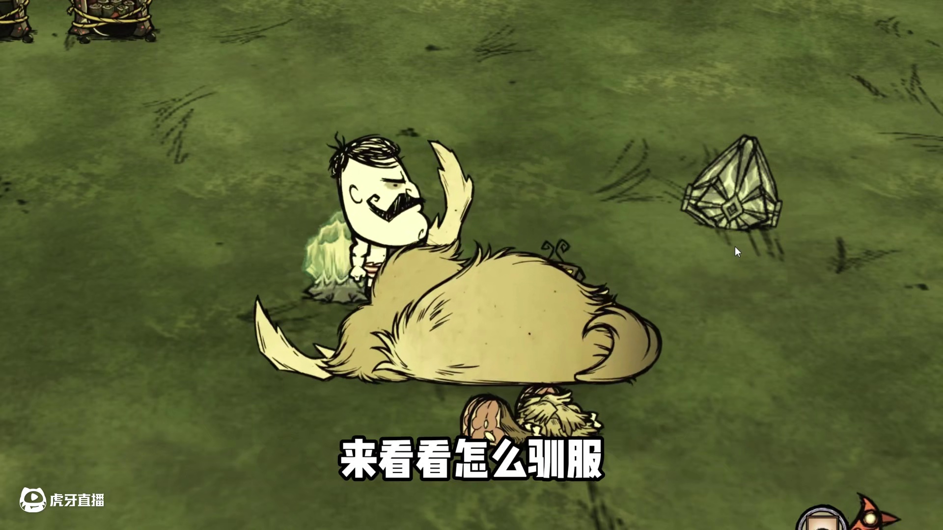 饥荒新手教程第十三期：训牛搬东西，储存战备物资 #饥荒 #饥荒联机版 #饥荒训牛