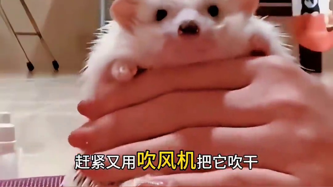 女子救助了一只裹满泥巴的刺猬，没想到竟然还有意外收获