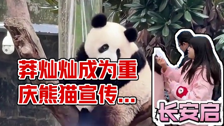 姨姨们～莽灿灿成为重庆有编制的 小熊熊啦 #莽灿灿成为莽警官  #大熊猫莽小五入编 #重庆 #莽灿灿