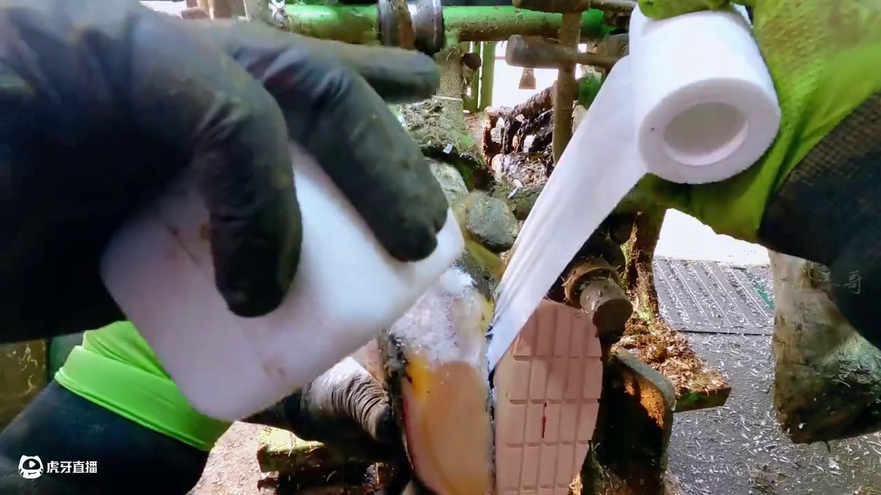 复出的讲究小哥，回归就是一个王炸牛蹄#修牛蹄 #解压 #助眠 #治愈 #极度舒适