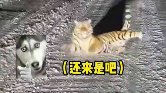 虎：自己吓自己～ #拦路虎  #东北虎   #娱乐评论大赏  #动物的迷惑行为 #万万没想到