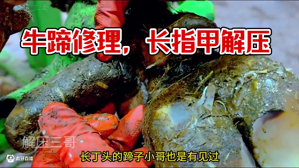 牛牛脚底的长指甲已经影响到它走路了#解压 #修牛蹄 #强迫症 #解压  #都在买的零食清单