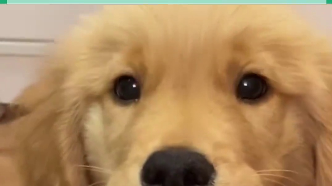 欠欠的猴子在木筏上生活，意外成为猴界头牌