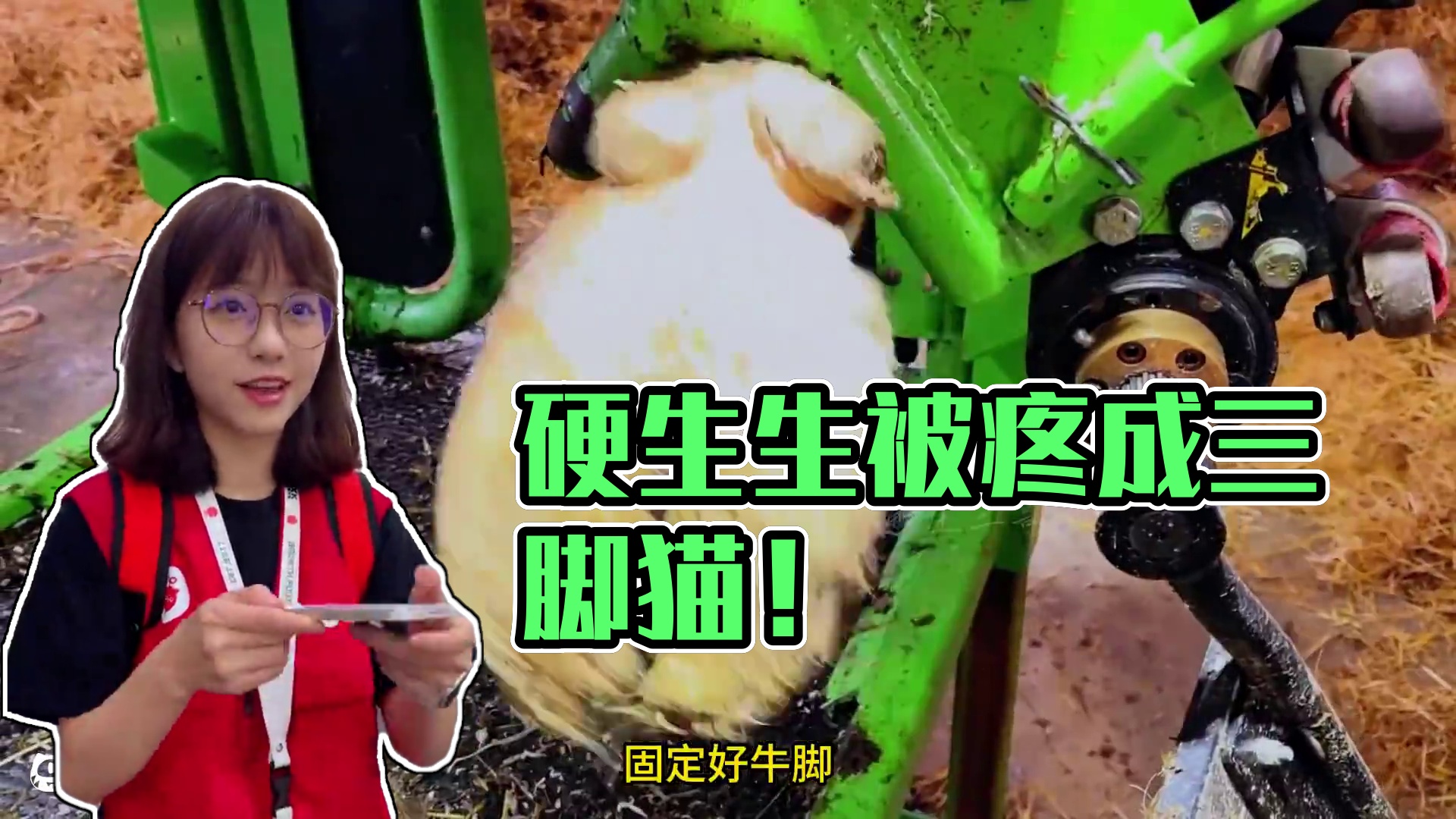 糟糕，四腿牛硬生生被疼成了三脚猫#修蹄 #助眠 #解压 #强迫症 #治愈