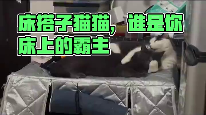 #床搭子猫猫 #猫猫：你怎么没有边界感呀 #谁家还没有一只傻猫呢