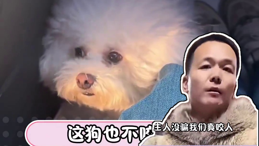 潘宏：肉墩子二号出现了！！#潘宏爱玩狗 #比熊少爷 #搞笑 #潘宏