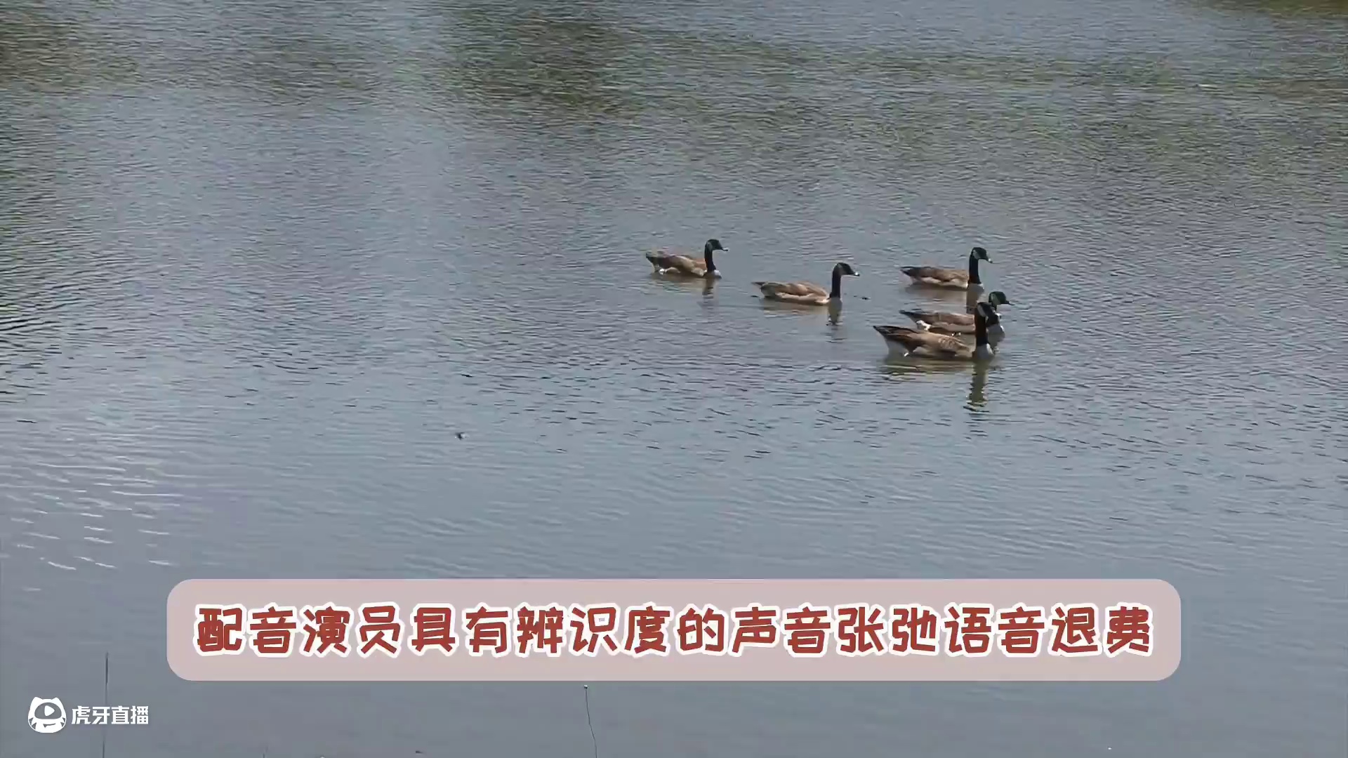 配音演员具有辨识度的声音张弛语音退费