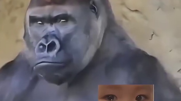 小猩猩：我是你娃儿吗你就亲