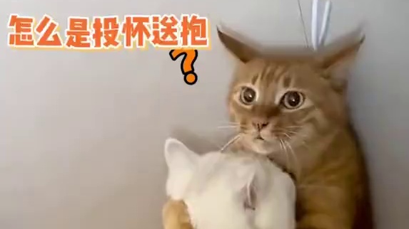 “关于我的死对头突然扑到我怀里并委屈巴巴的控诉我” #娱乐评论大赏 #猫咪 #可爱到爆炸