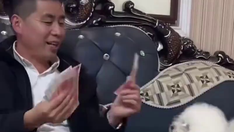 少爷这下子是真的见世面了！！#潘宏 #比熊少爷 #狗狗 #搞笑 #潘宏爱玩狗