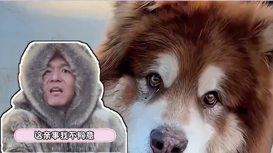 肥波：啊！恋爱的感觉！#潘宏爱玩狗 #阿拉斯加 #狗狗肥波儿 #恋爱脑 #搞笑