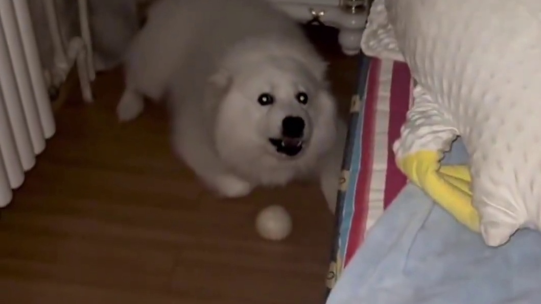 潘子：我纯圣母啊！！#潘宏爱玩狗 #萨摩耶 #万万没想到 #狗狗 #潘宏爱玩狗